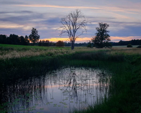 Sonnenuntergang Auf Dem Teich Mit Spiegelungen Eines Baumes — Stockfoto