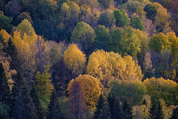 Φθινοπωρινό Δάσος Στα Βουνά — Φωτογραφία Αρχείου