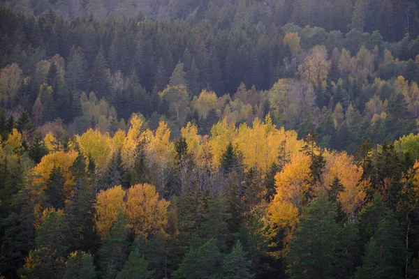 Φθινόπωρο Χρώματα Στα Βουνά — Φωτογραφία Αρχείου