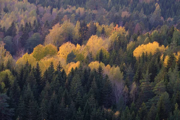 Automne Coloré Dans Les Montagnes — Photo