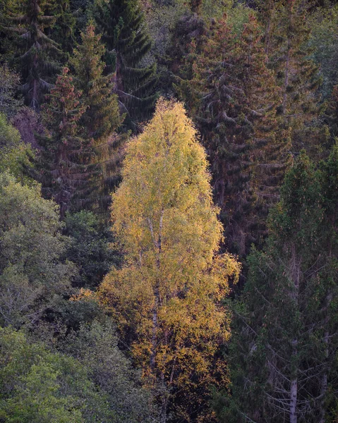 Sonbaharda Renkli Orman Ağaçları — Stok fotoğraf