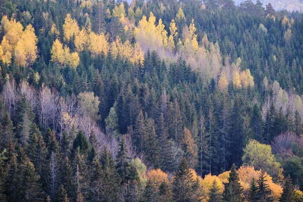 Foresta Autunnale Montagna — Foto Stock