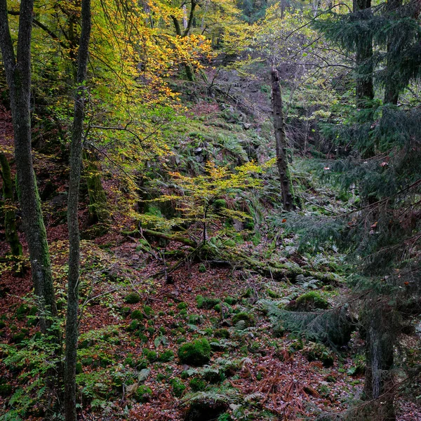 Jesień Kolorowym Lesie — Zdjęcie stockowe