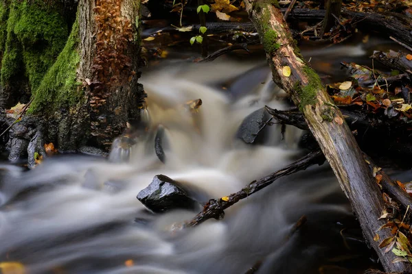 Córrego Floresta Com Árvores — Fotografia de Stock