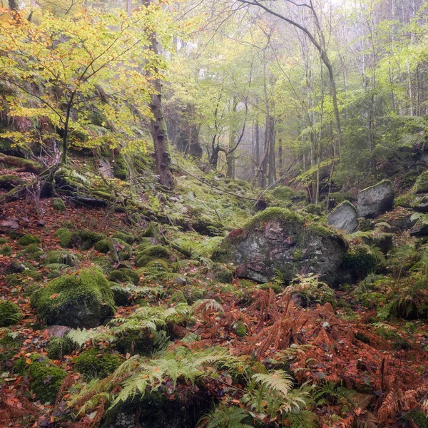 Podzim Lese Mlha — Stock fotografie