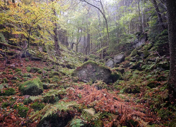 Podzim Mlžných Lesích — Stock fotografie