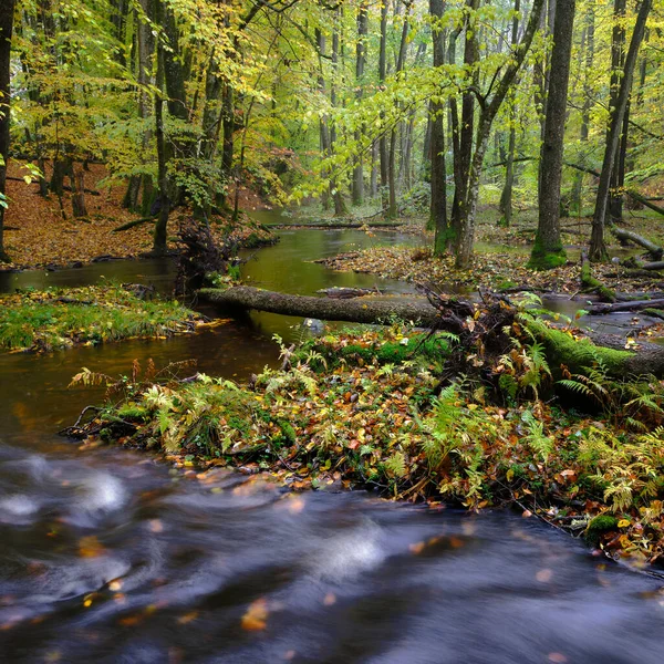 Strumień Kolorowym Lesie — Zdjęcie stockowe