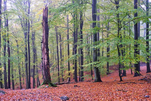 Осень Красочном Парке — стоковое фото