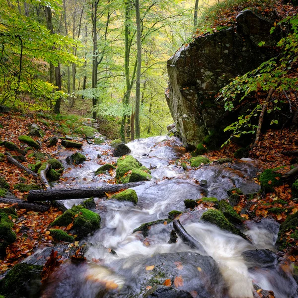 Wodospad Kolorowym Lesie — Zdjęcie stockowe