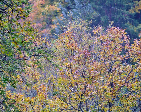 Farbenfroher Frühling Wald — Stockfoto