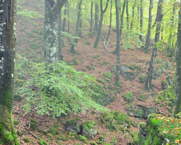 朝の霧の森 — ストック写真