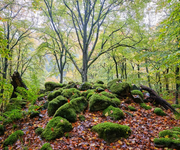 Trees Colorful Forest — Stock Photo, Image