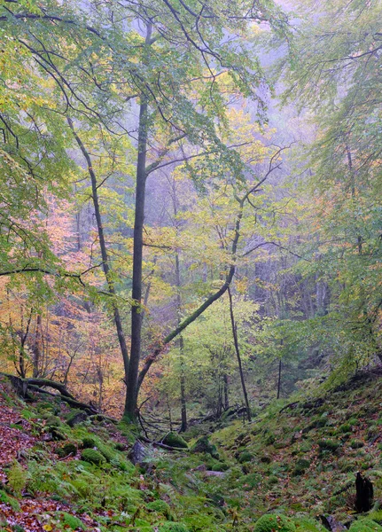 Φθινόπωρο Στο Πολύχρωμο Δάσος — Φωτογραφία Αρχείου