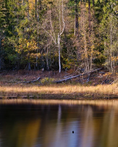 Herbst Wald Und Spiegelungen See — Stockfoto