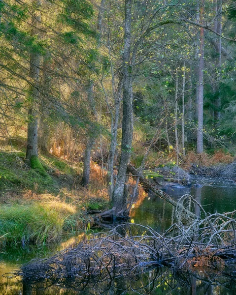 Rio Floresta Colorida — Fotografia de Stock