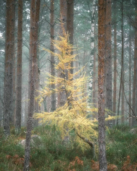 Sisin Içindeki Sonbahar Ormanı — Stok fotoğraf