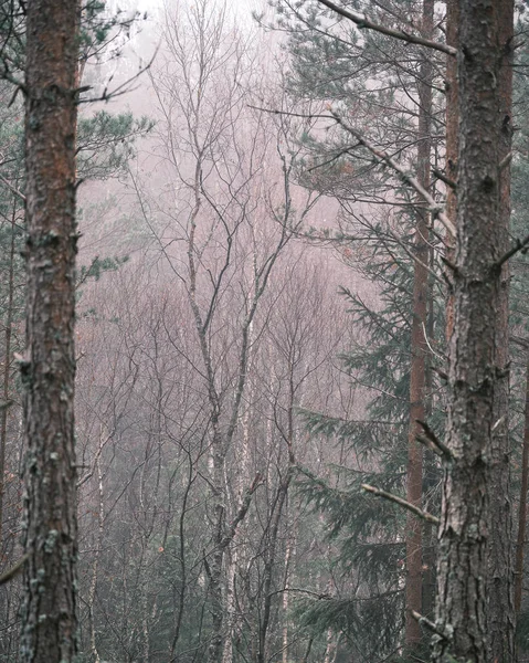 Floresta Inverno Nevoeiro — Fotografia de Stock