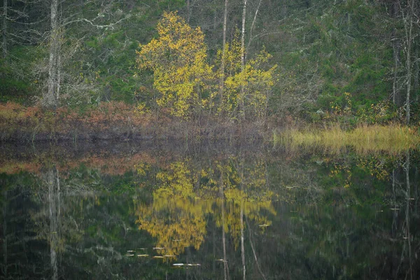 Hutan Musim Gugur Pagi Hari — Stok Foto