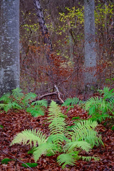 Папоротник Лесу Бурые Листья — стоковое фото