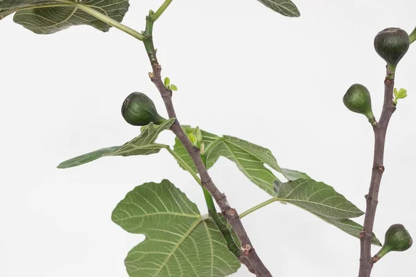 Καρποί Σύκου Που Φυτρώνουν Κλαδί Δένδρου Ficus Carica Λευκό Φόντο — Φωτογραφία Αρχείου
