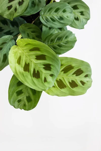 Green Maranta Leuconeura Kerchoveana Plant White Background — Stock Photo, Image