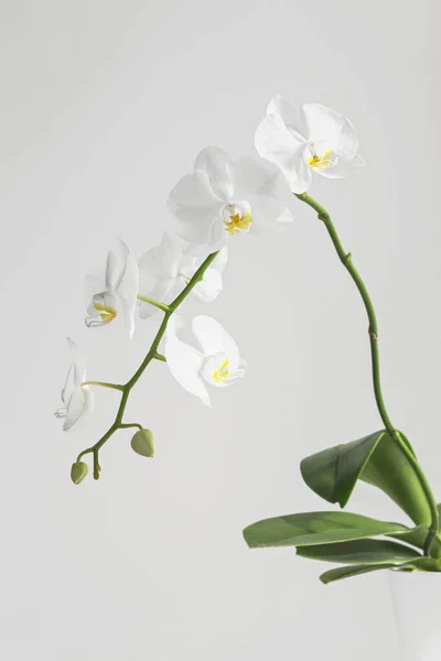 White Orchid Flower Blossom White Background — Stock Photo, Image