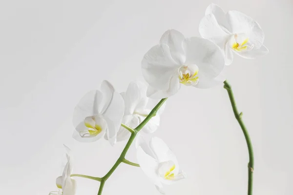 White Orchid Flower Blossom White Background — Stock Photo, Image
