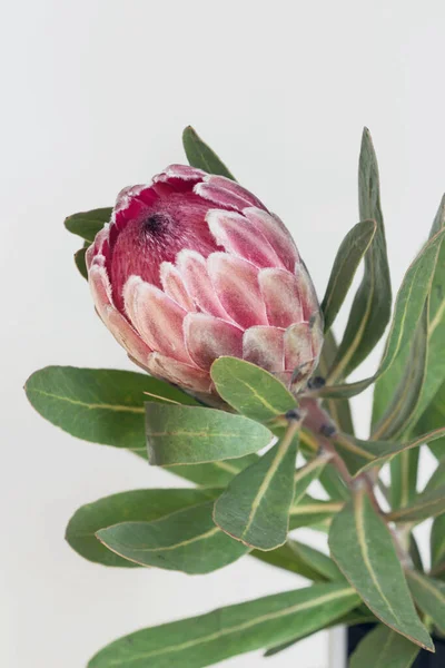 Tutup Dari Bunga Protea Pink Dengan Latar Belakang Putih — Stok Foto