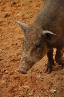 Piglet wildboar