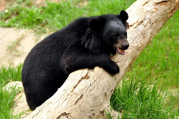 Urso negro asiático — Fotografia de Stock