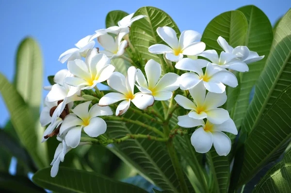 Frangipani — Stockfoto