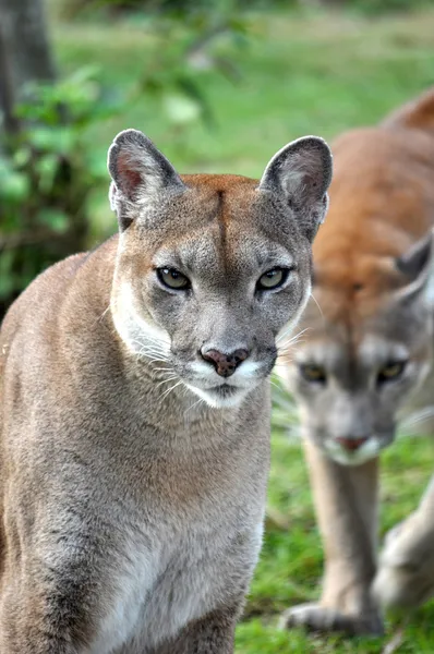 O Cougar — Fotografia de Stock