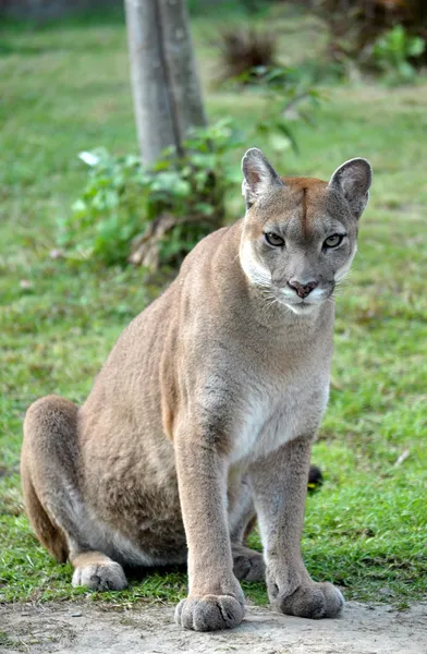 The cougar — Stock Photo, Image