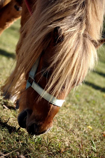 Pony — Stockfoto