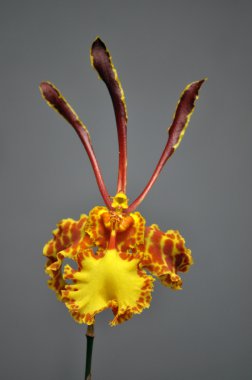 oncidium orkide