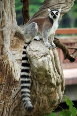 Ring-Tailed Maki