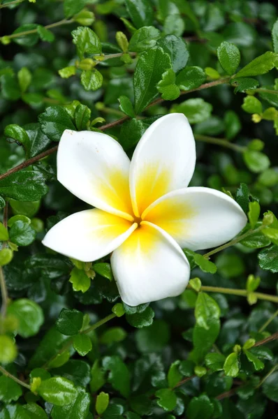 Plumeria — Zdjęcie stockowe