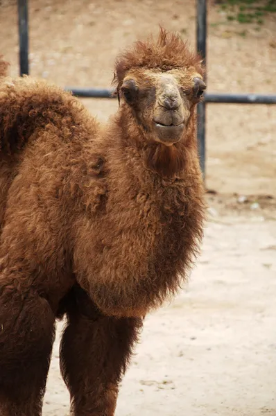 Baby Bactrian camel — Stock Photo, Image