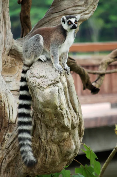 Ogoniasty lemur — Zdjęcie stockowe