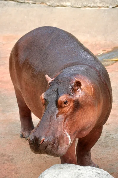 Hipopótamo — Foto de Stock