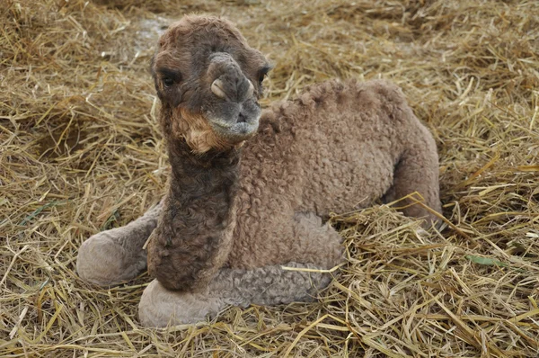 Baby arabian camel — Stock Photo, Image