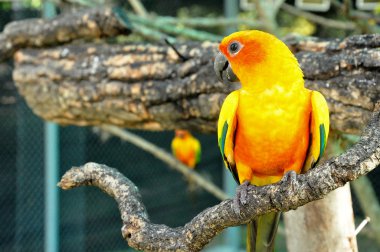 Güneş conure 