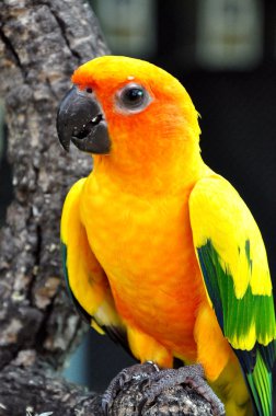 Güneş conure 
