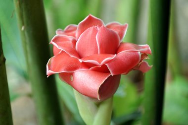 etlingera elatior