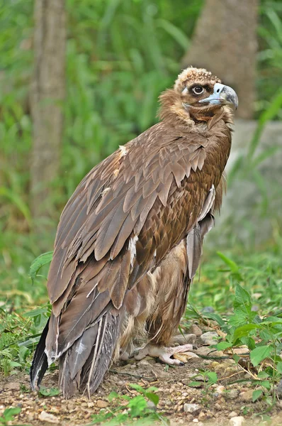The Himalayan Griffon Vulture — Stock Photo, Image