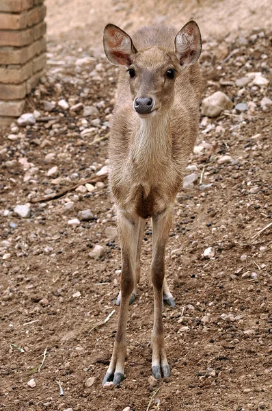 Rusa deer — стоковое фото
