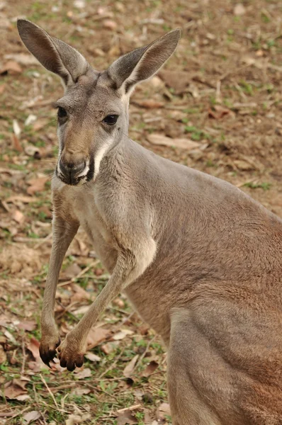 The Western Grey Kangaroo — Stock Photo, Image