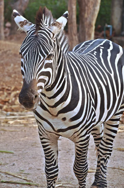 Zebran — Stockfoto