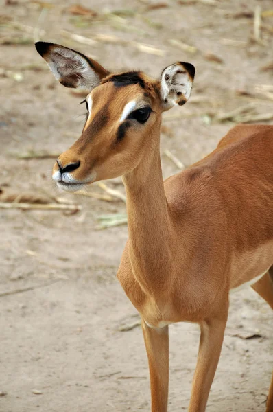 Impala — Stockfoto