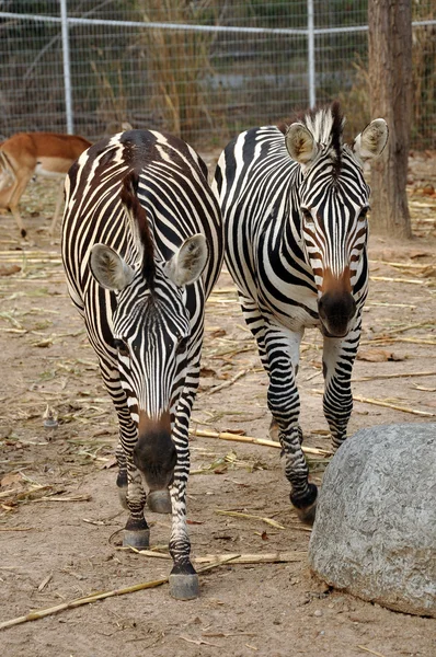 Zebras — Stock Photo, Image